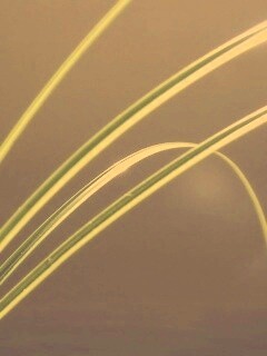 Четыре травинки обои