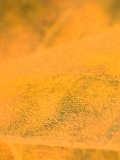 Повехность листа обои