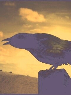 Чёрный ворон обои