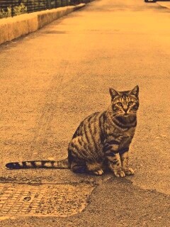 Бездомный котик обои