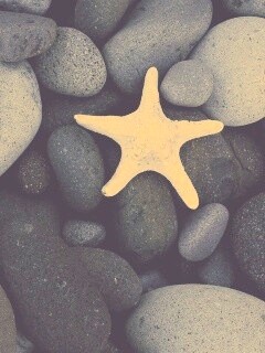 Звезда на морской гальке обои