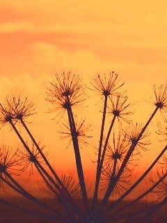 Зонтичное соцветие обои