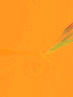 Силуэт птицы обои