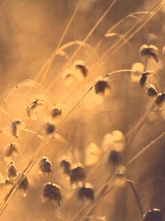 Увядающие цветочки обои