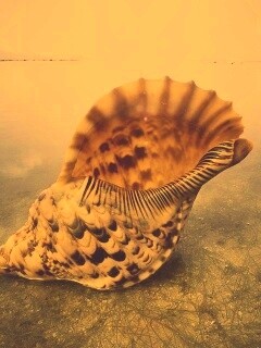 Морская раковина обои