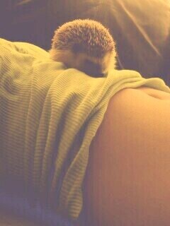 Девушка и ёжик обои