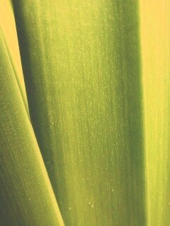 Сочная травинка обои