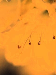 Цветок орхидеи обои