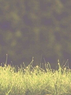 Трава после дождя обои