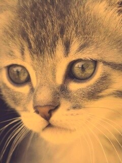 Мордочка котёнка обои