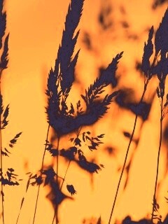 Золотистый закат обои