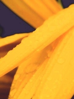 Капли на желтом лепестке обои