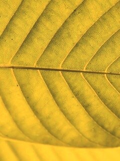 Листик обои