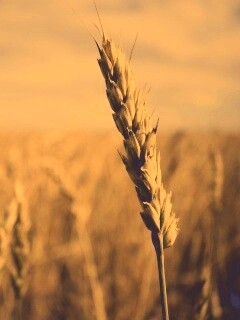 Колосок обои