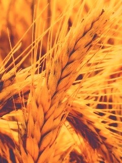 Зреющий колос обои