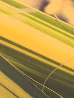 Желто-зеленые травинки обои