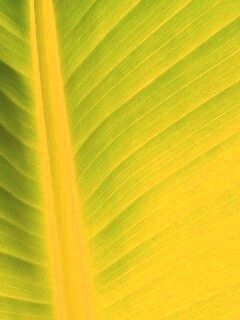 Желтый черенок листа обои