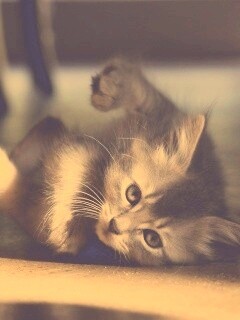 Котенок играет под стулом обои