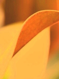 Обратаня сторона листа обои