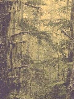 Темная чаща обои