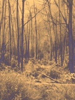 Мрачная чаща обои