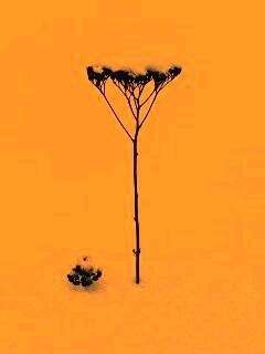 Заснеженная травинка обои