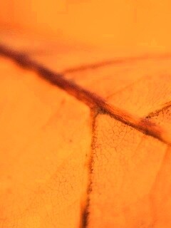 Желтый лист обои