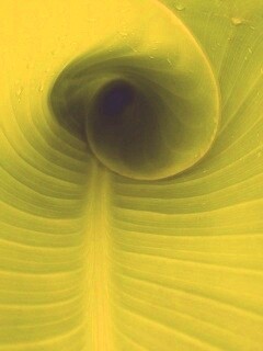 Свернутый в трубочку лист обои