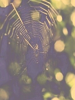 Круглая паутина обои