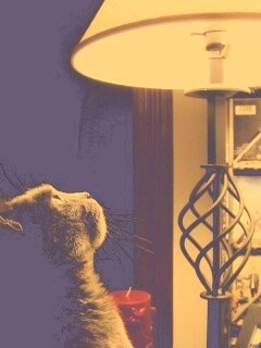 Кот смотрит под торшер обои