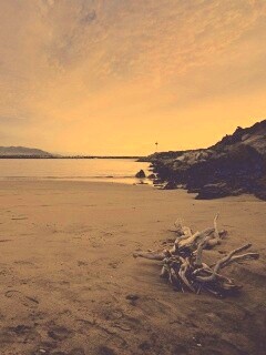 Коряга не берегу обои