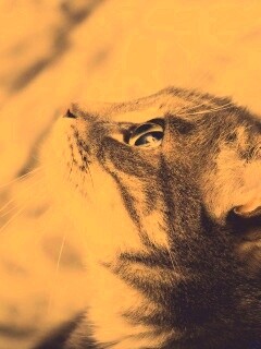 Котик смотрит верх обои