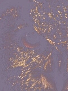 Красноглазая сова обои