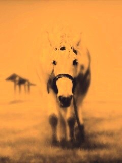 Лошадка обои