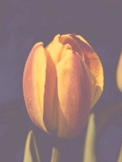 Распускающийся тюльпан обои