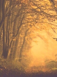 Дорожка заваленная листьями обои