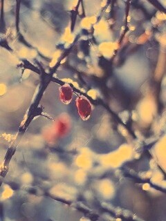 Замерзшие ягоды обои