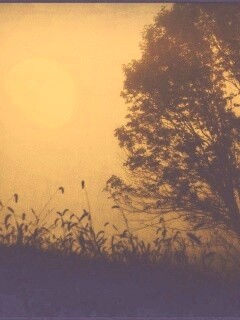 Дерево ночью обои