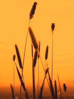 Травинки на закате обои