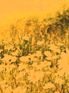 Солнечные ромашки обои