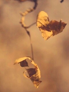 Увядшие листья обои