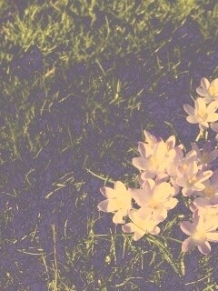 Фиалки на траве обои