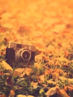 Старый фотоаппарат в траве обои
