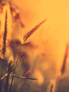 Травинки на солнце обои