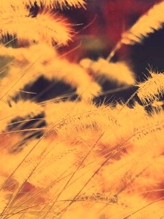 Травинки на ветру обои