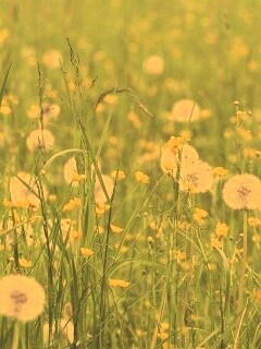 Поле одуванчиков обои