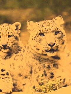 Самка снежного барса с котенком обои