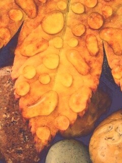 Мокрые листья на камнях обои