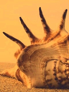 Раковина с гребнем обои