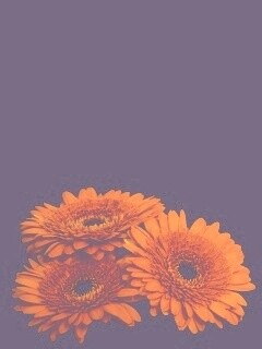 Красные герберы обои